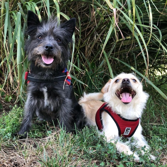 Meet your Posher, - Picture 2 of 2